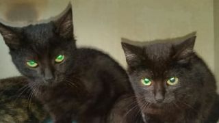 Dois gatinhos precisam de um lar