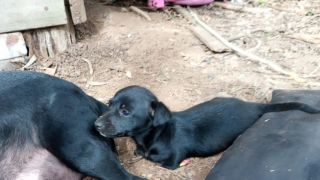 Em caso incomum, duas filhotes de cachorro nascem sem as quatro patas em Encantado