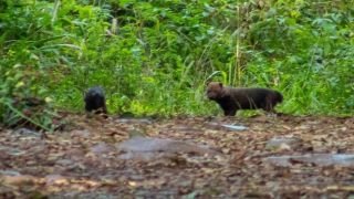 Ameaçada de extinção, espécie cachorro-vinagre é vista pela primeira vez no RS