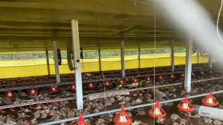 Chuva causa estragos e provoca a morte de cerca de 35 mil frangos em Nova Prata