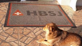 Cachorro espera dono sair de cirurgia na porta de hospital em Sananduva