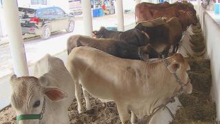 Atenção interessados em expor na Iª Expo Dom Feliciano