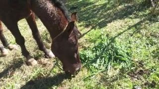 ASSISTA AO VÍDEO: Cavalo é encontrado amarrado e vítima de maus tratos em Dom Feliciano