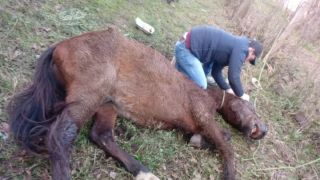 Cavalo vítima de maus tratos é sacrificado para evitar mais sofrimento
