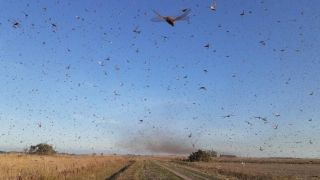 Gafanhotos: detectadas duas novas nuvens
