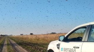 Quinta nuvem de gafanhotos avança na Argentina
