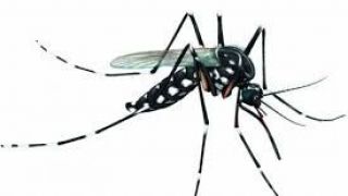 Quatro focos de Aedes Aegypti são encontrados em Dom Feliciano