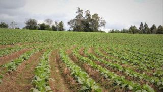 Avança utilização de práticas conservacionistas entre produtores de tabaco