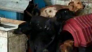 Comando Ambiental da Brigada Militar resgata 15 cães em situação de maus tratos em Porto Alegre
