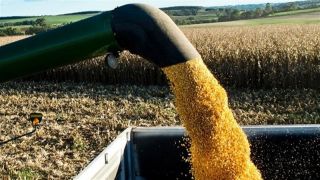 Preço do milho vai se manter?