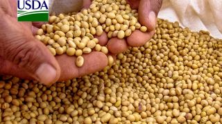 USDA revisa para cima produção mundial de soja e milho