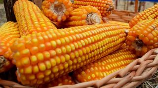 Exportações brasileiras de milho ganharam força em agosto
