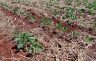 Produção de soja no Rio Grande do Sul pode ter prejuízo de 14 bilhões de reais pela seca