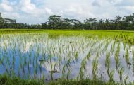 Fazendeiro que plantou arroz em área de preservação permanente no RS terá que pagar multa de R$ 3,5 milhões
