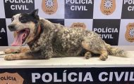 Agente canino Koda se aposenta da Polícia Civil do RS