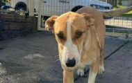 🐶 Desaparecida: Cadela Amora